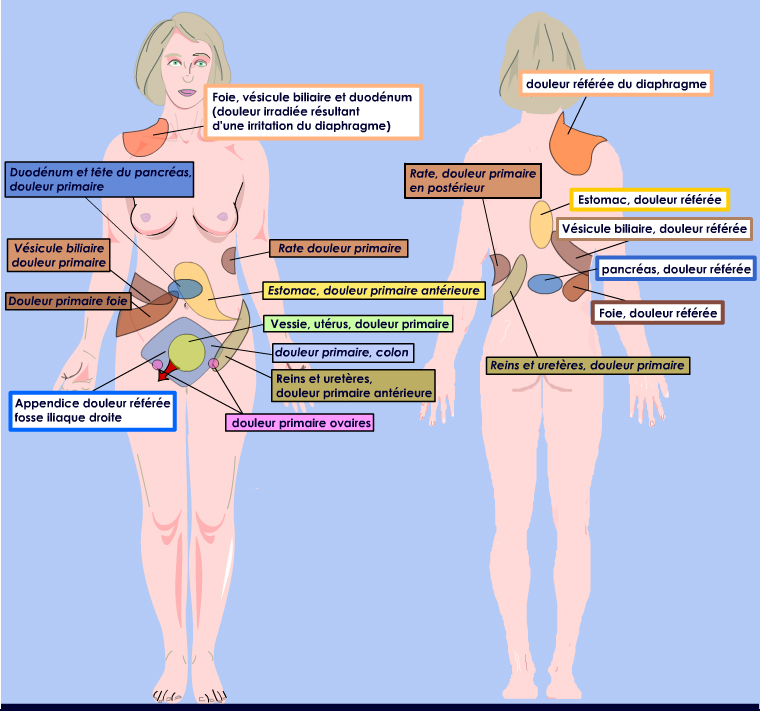 Sites d'irradiation des douleurs viscérales aigües ou chroniques ...