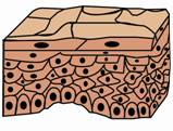 4epithelium