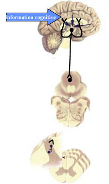 Information cognitive