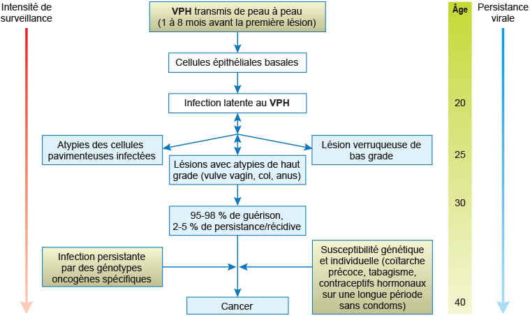 Schéma 1 : Évolution clinique de l’infection au VPH (Virus du papillome humain)