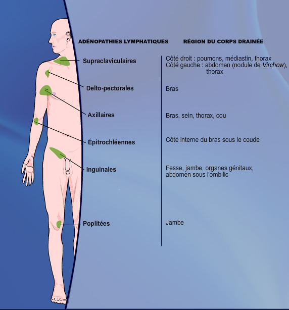 Drainage lymphatique selon les régions anatomiques