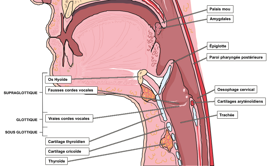 Anatomie du pharynx et du larynx, aspect latéral