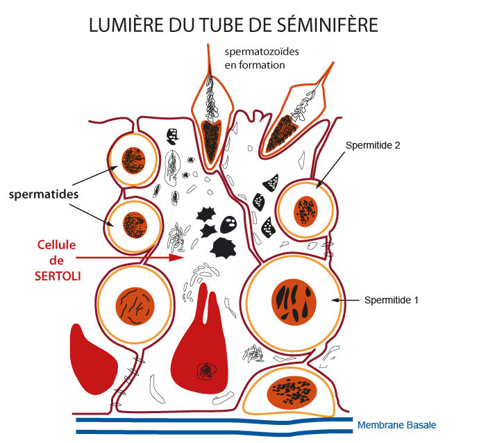 Épithélium testiculaire : lumière du tube séminifère 